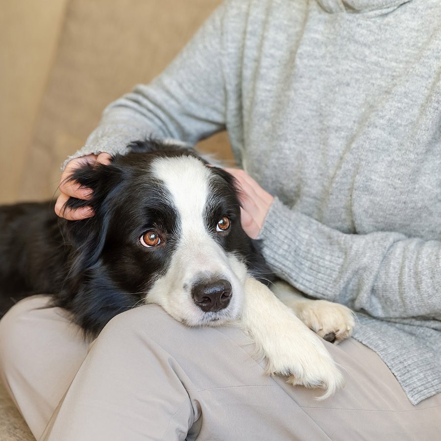 bordercollie
